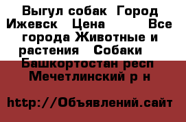 Выгул собак. Город Ижевск › Цена ­ 150 - Все города Животные и растения » Собаки   . Башкортостан респ.,Мечетлинский р-н